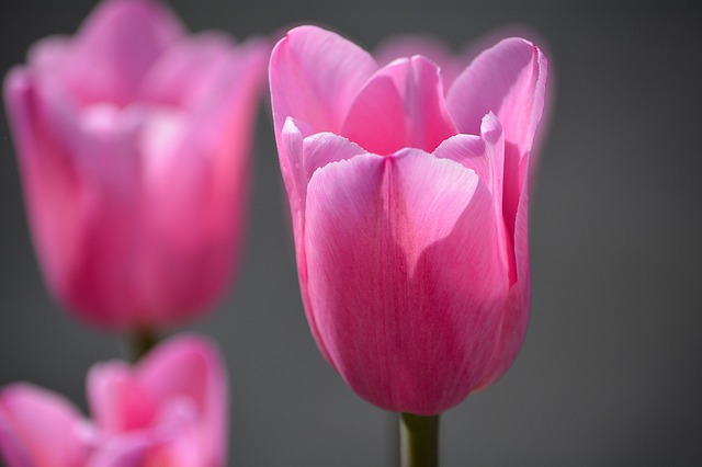 tulips