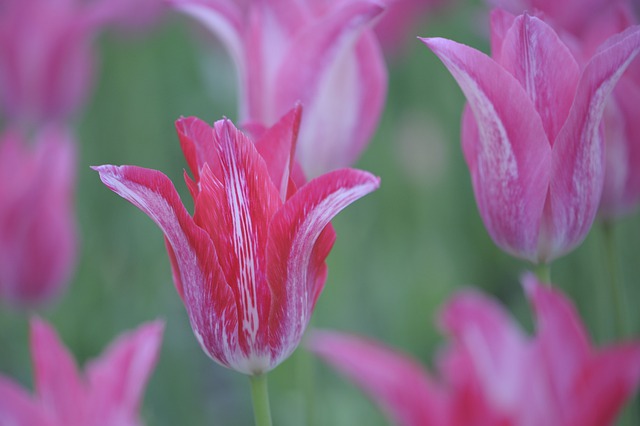 tulips