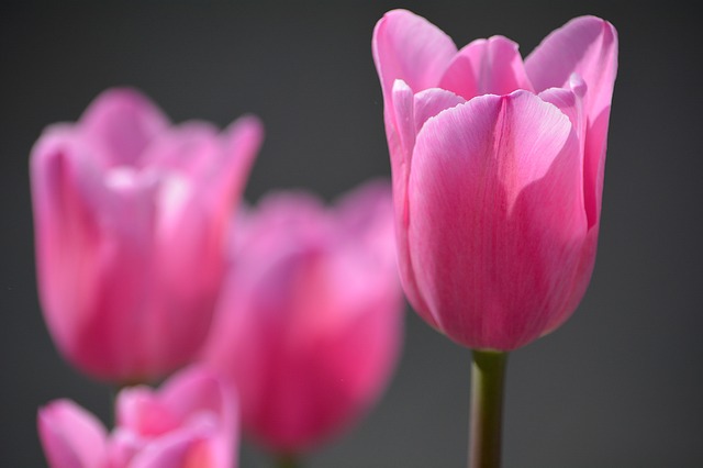 tulips