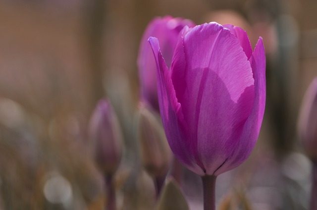 tulipans