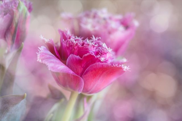 tulips
