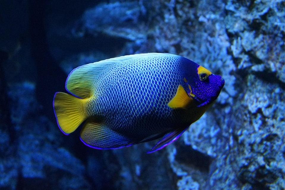 fish